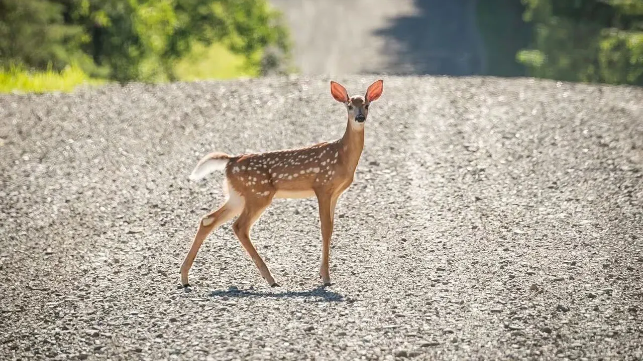 US awards $110 million to reduce wildlife car collisions