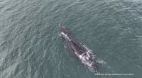WATCH: Rare right whale pair seen near Sapelo Island