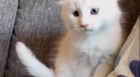 Pet owner Chastity had no idea her cute kitten would grow into a massive cat