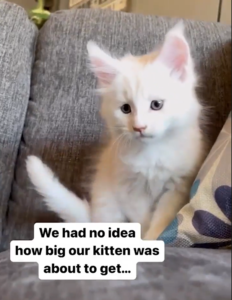 Pet owner Chastity had no idea her cute kitten would grow into a massive cat