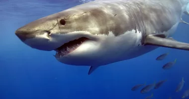 Woman killed in shark attack while swimming with 5-year-old daughter