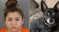 Babysitter killed family's dog in front of child: Cops