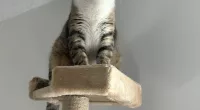 Central Illinois cat goes missing, found more than a thousand miles away from home