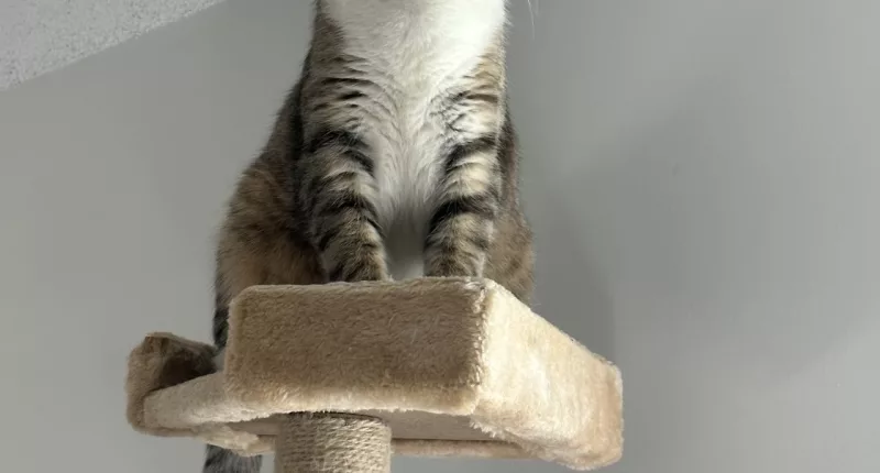 Central Illinois cat goes missing, found more than a thousand miles away from home