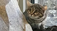 The black-footed feline is known to kill an average of 10 to 14 rodents or birds a night