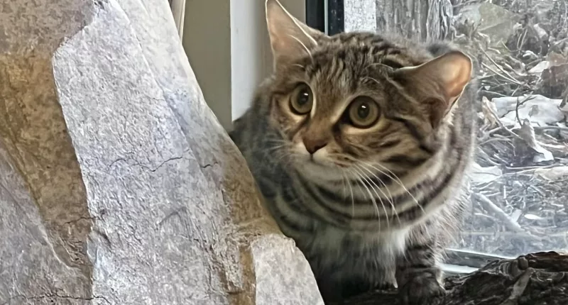 The black-footed feline is known to kill an average of 10 to 14 rodents or birds a night