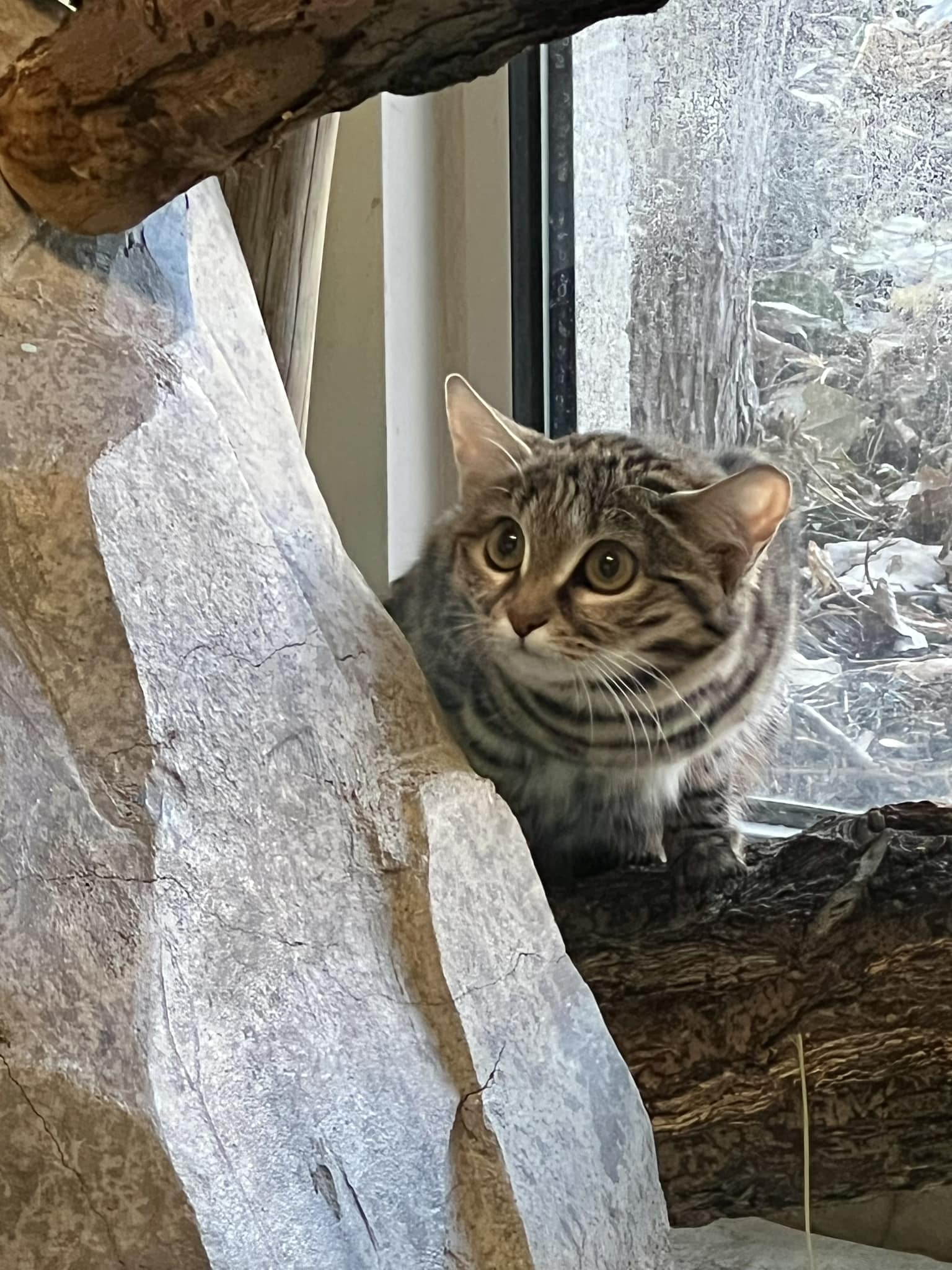 The black-footed feline is known to kill an average of 10 to 14 rodents or birds a night