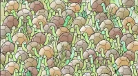 Can you see the hidden snake in this image?