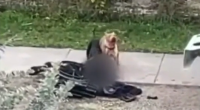 A pair of dogs ripped 'chunks' out of a disabled man in Florida