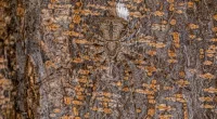 Can you find the tarantula in 10 seconds?