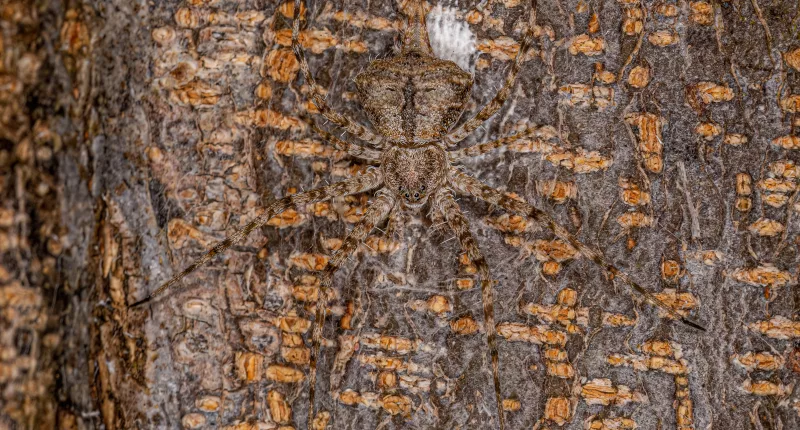 Can you find the tarantula in 10 seconds?