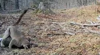 Michigan student captures cougar take-down in rare trail cam footage