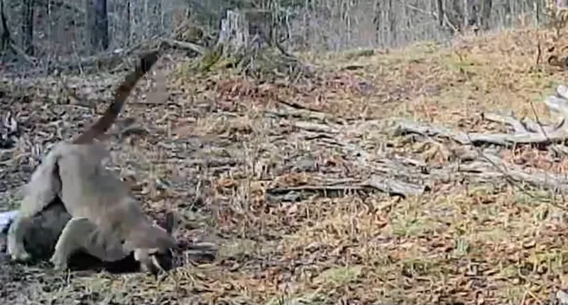 Michigan student captures cougar take-down in rare trail cam footage