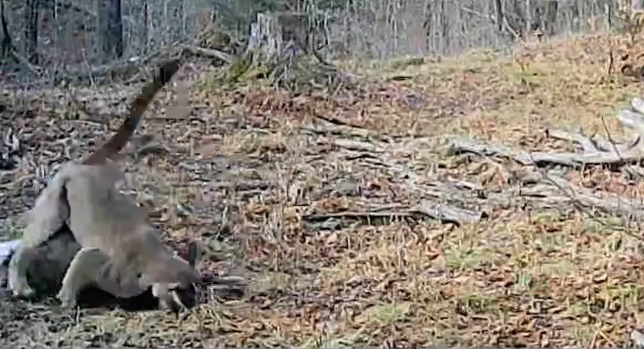 Michigan student captures cougar take-down in rare trail cam footage