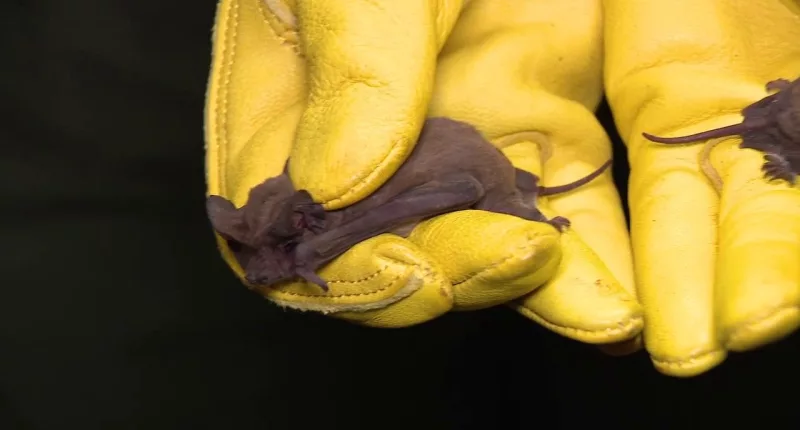 More than 1,000 frozen bats rescued from arctic blast in Houston