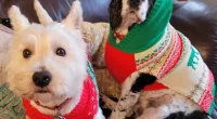 Dog owner Linda had to pay £300 in vet fees when her Spaniel, Luna, ate a mince pie.