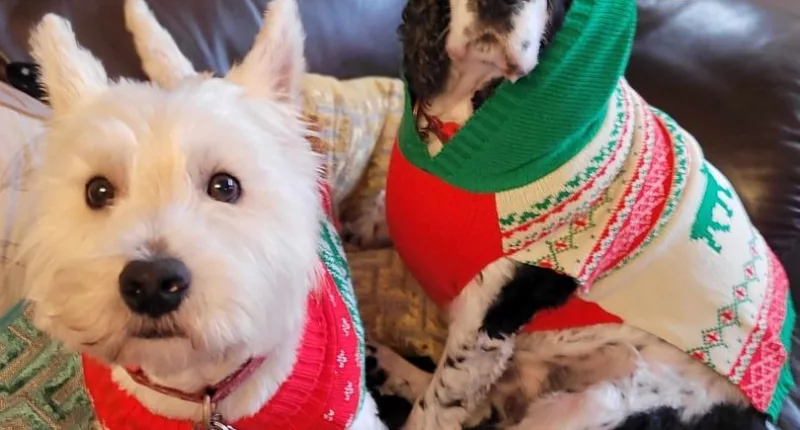 Dog owner Linda had to pay £300 in vet fees when her Spaniel, Luna, ate a mince pie.