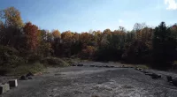 World's oldest forest is 385million years old and right by NYC
