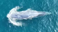 World's rarest whale captured on film for only SECOND time in history