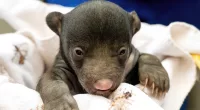 Zoo Miami welcomes birth of 2 sloth bears for 1st time since 1998