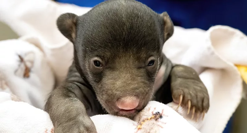 Zoo Miami welcomes birth of 2 sloth bears for 1st time since 1998