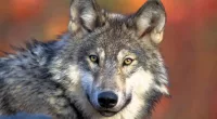 3 endangered wolves dead in Oregon, $50,000 reward for information