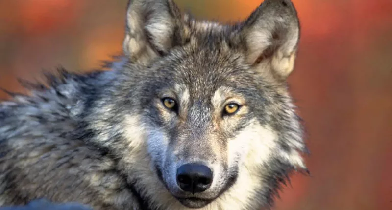 3 endangered wolves dead in Oregon, $50,000 reward for information