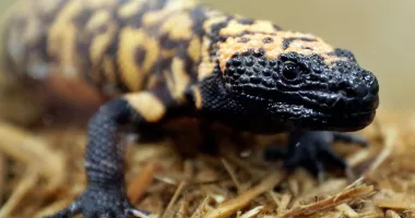 FILE - A Gila monster is displayed at the Woodland Park Zoo in Seattle, Dec. 14, 2018. A 34-year-old Colorado man has died on Friday, Feb. 16, 2024, after being bitten by his pet gila monster in a very rare occurrence. Gila monster bites are often painful to humans, but normally aren