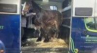 Adorable pictures show sheep helping horse through dentist trauma
