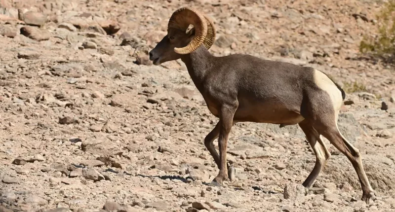 Arizona wildlife officials investigate illegal killing of a desert bighorn sheep; $6500 reward offered
