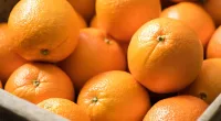 California to strip fruit from trees on over 2K properties to stop invasive bug