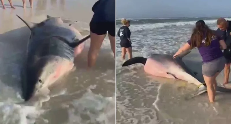 Carcass of pregnant great white shark washes up on Florida beach