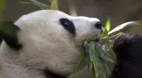 China plans to send San Diego Zoo more pandas this year, reintroducing panda diplomacy
