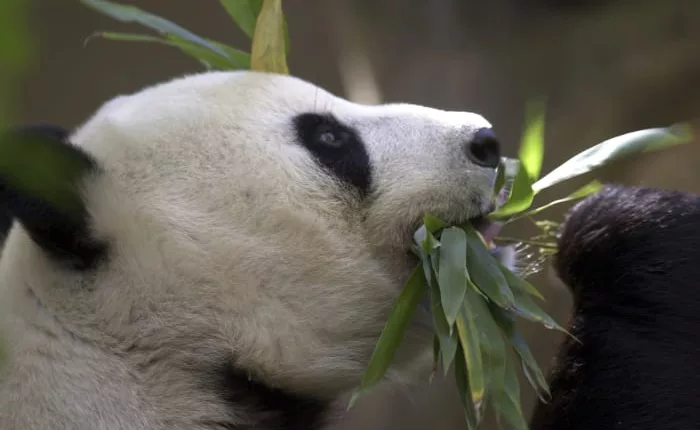 China plans to send San Diego Zoo more pandas this year, reintroducing panda diplomacy