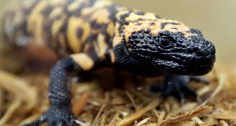 Colorado man's death after Gila monster bite begs question: Does the venomous lizard make a good pet?