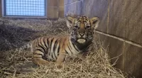 Darling debut: Malayan tiger cub triplets make main exhibit entrance Thursday at Jacksonville Zoo