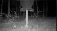 People have just seven seconds to spot the hidden deer