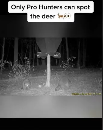 People have just seven seconds to spot the hidden deer