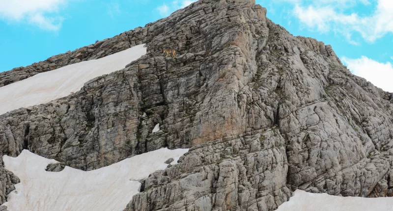 How long does it take you to spot the wolf in this real-life illusion?