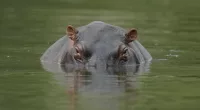 Cocaine hippos escaped from Pablo Escobar's zoo