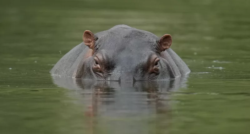 Cocaine hippos escaped from Pablo Escobar's zoo