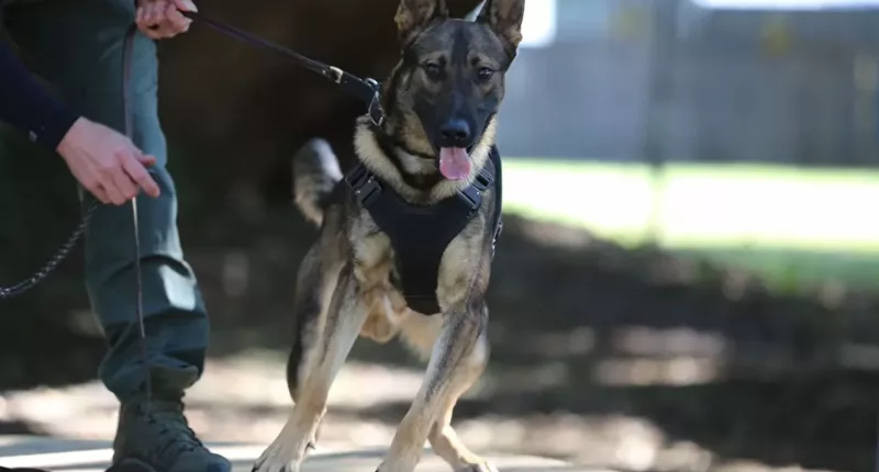 Florida K-9 dies after being shot while protecting deputies from ‘armed criminal’: sheriff