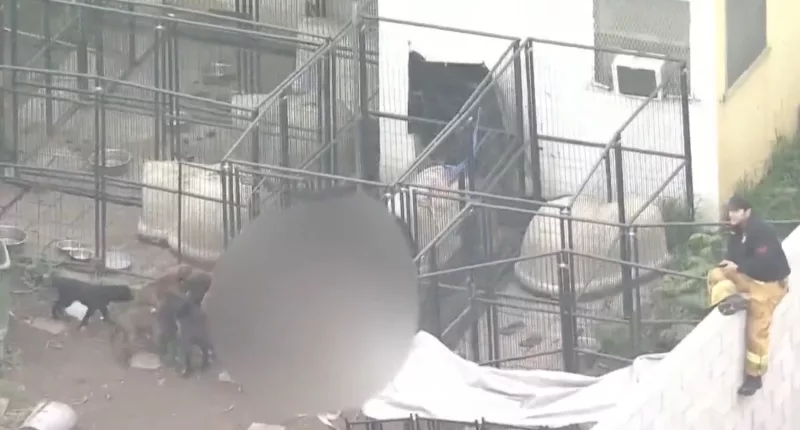 Police find the bloody body of a man they say was killed by his own pit bulls in California on Friday