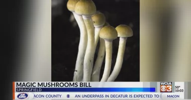 Illinois could be the third state to legalize magic mushrooms for mental health