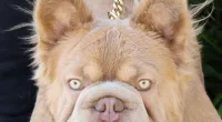 Rope Daddy is thought to be one of the world’s most valuable dogs being worth £95,000