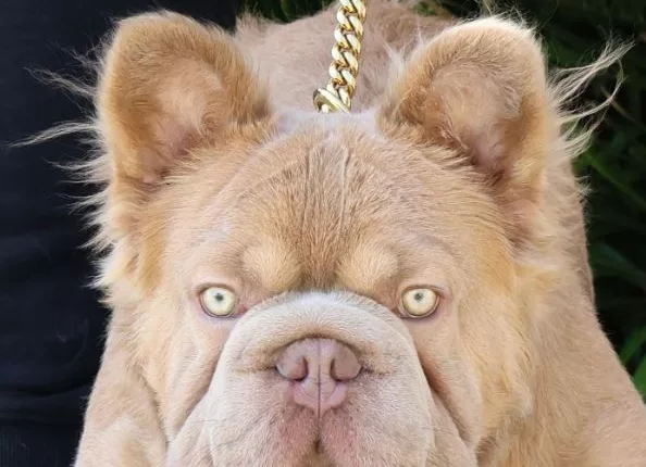 Rope Daddy is thought to be one of the world’s most valuable dogs being worth £95,000