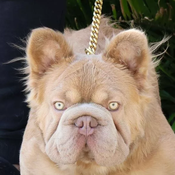 Rope Daddy is thought to be one of the world’s most valuable dogs being worth £95,000