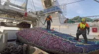 Picture shows a fishing trawler in the Barents Sea - where the UK will no longer be able to fish