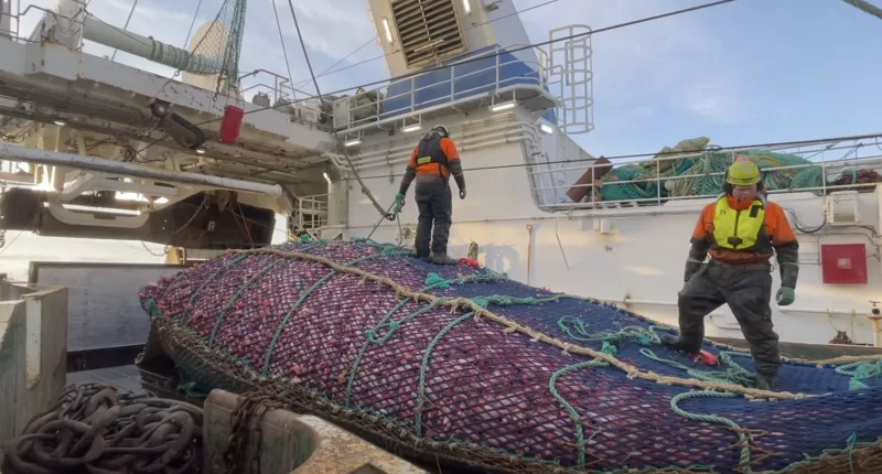 Picture shows a fishing trawler in the Barents Sea - where the UK will no longer be able to fish