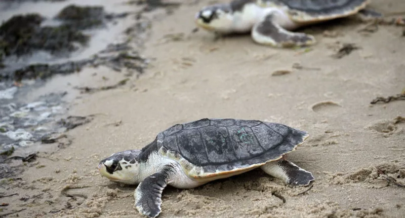 Rehabilitated sea turtles returned to Atlantic after suffering hypothermia in cold Cape Cod waters